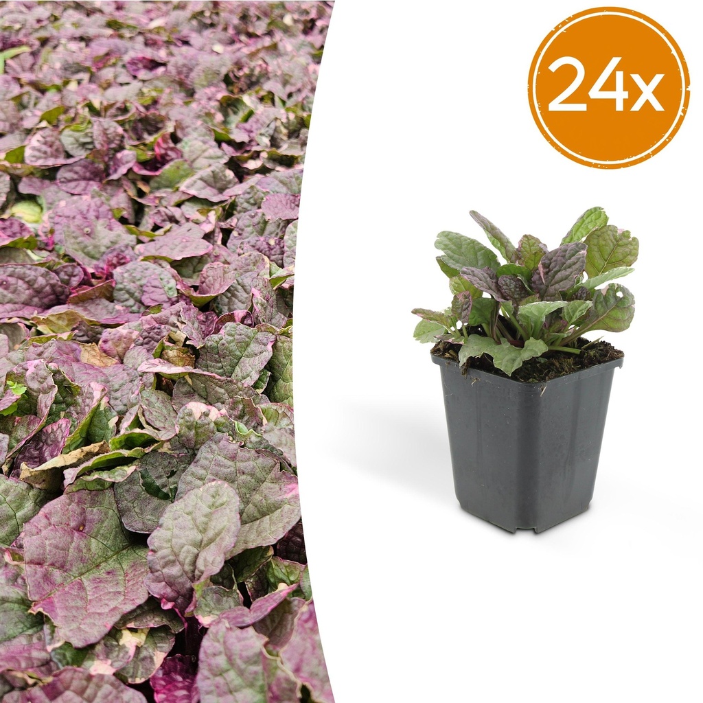 24x Ajuga reptans 'Burgundy Glow' - ↕10-25cm - Ø9cm