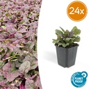 Kriechender Günsel 'Burgundy Glow' 24er-Set (Ajuga reptans) – winterharte Bodendecker-Staude, Topf-Ø 9 cm, Höhe ca. 25 cm