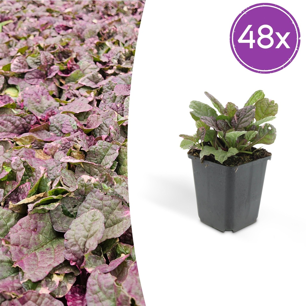 48x Ajuga reptans 'Burgundy Glow' - ↕10-25cm - Ø9cm