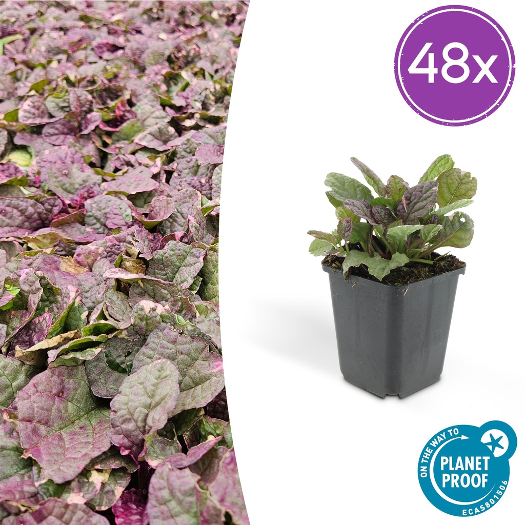 Kriechender Günsel 'Burgundy Glow' 48er-Set (Ajuga reptans) – winterharte Bodendecker-Staude, Topf-Ø 9 cm, Höhe ca. 25 cm