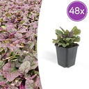 48x Ajuga reptans 'Burgundy Glow' - ↕10-25cm - Ø9cm