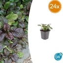 Kriechender Günsel 'Catlin' 24er-Set (Ajuga reptans) – winterharte Bodendecker-Staude, Topf-Ø 9 cm, Höhe ca. 25 cm