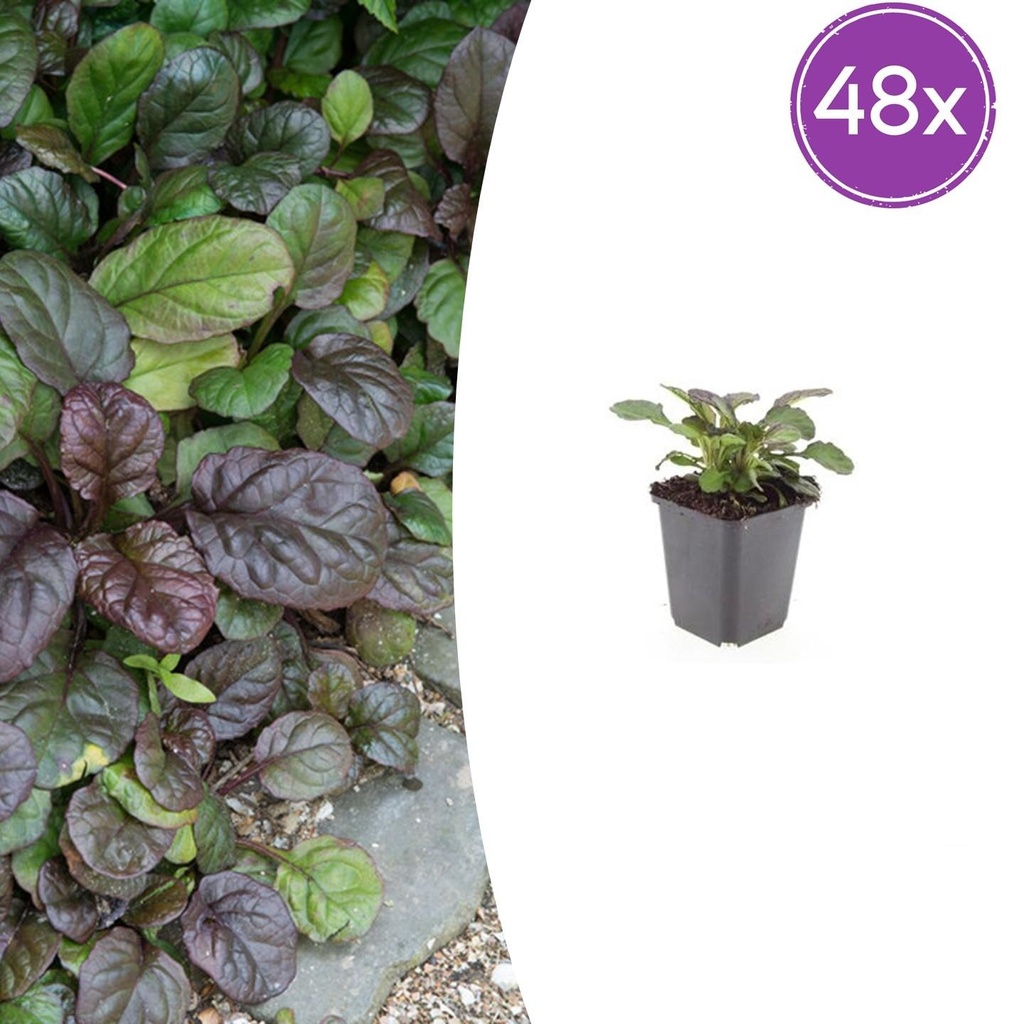 48x Ajuga reptans 'Catlin's Giant's Riese' - ↕10-25cm - Ø9cm