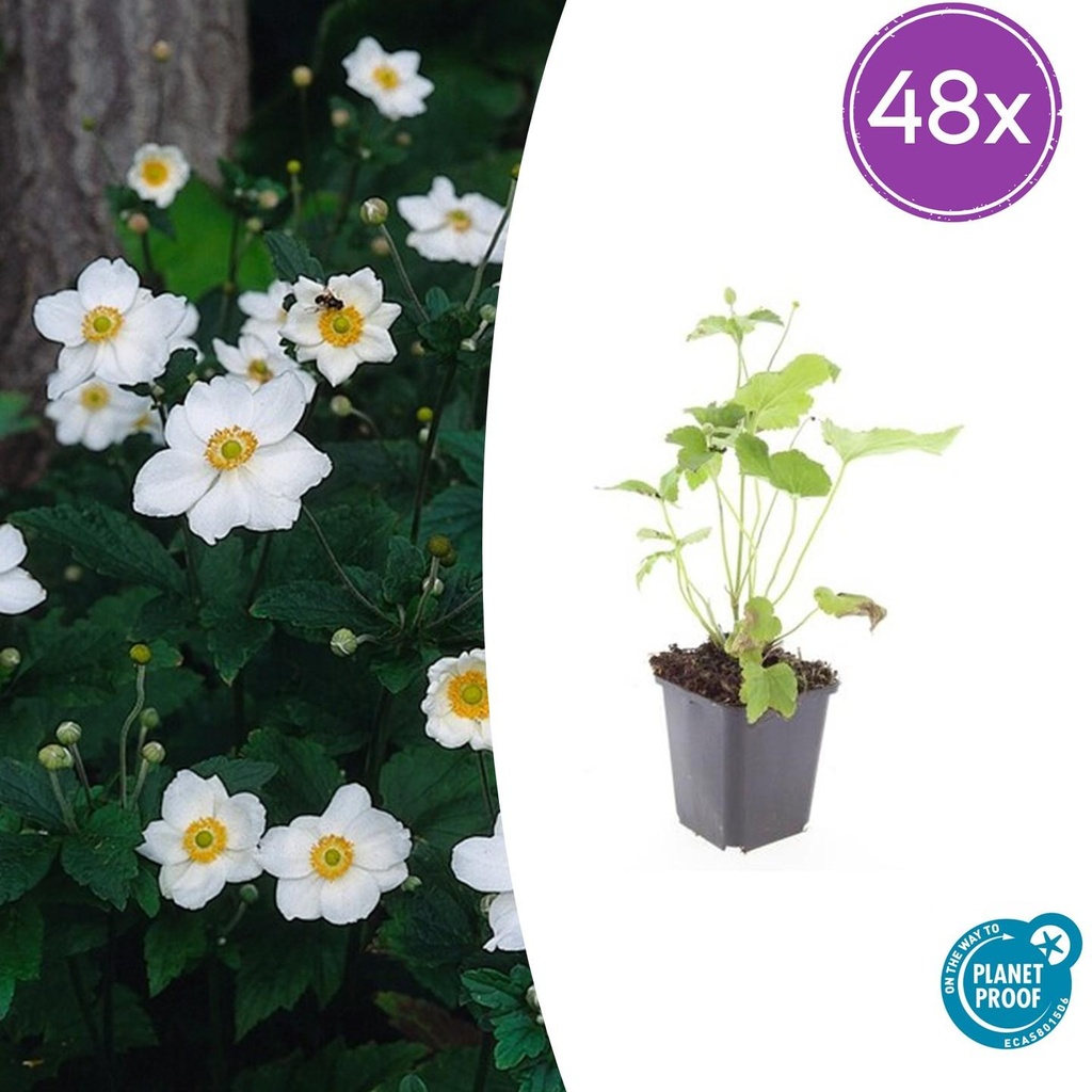Herbst-Anemone 'Honorine Jobert' 48er-Set (Anemone hyb.) – winterharte Staude, Topf-Ø 9 cm, Höhe ca. 25 cm