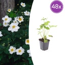 48x Anemone hyb. 'Honorine Jobert' - ↕10-25cm - Ø9cm