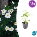 Herbst-Anemone 'Honorine Jobert' 48er-Set (Anemone hyb.) – winterharte Staude, Topf-Ø 9 cm, Höhe ca. 25 cm