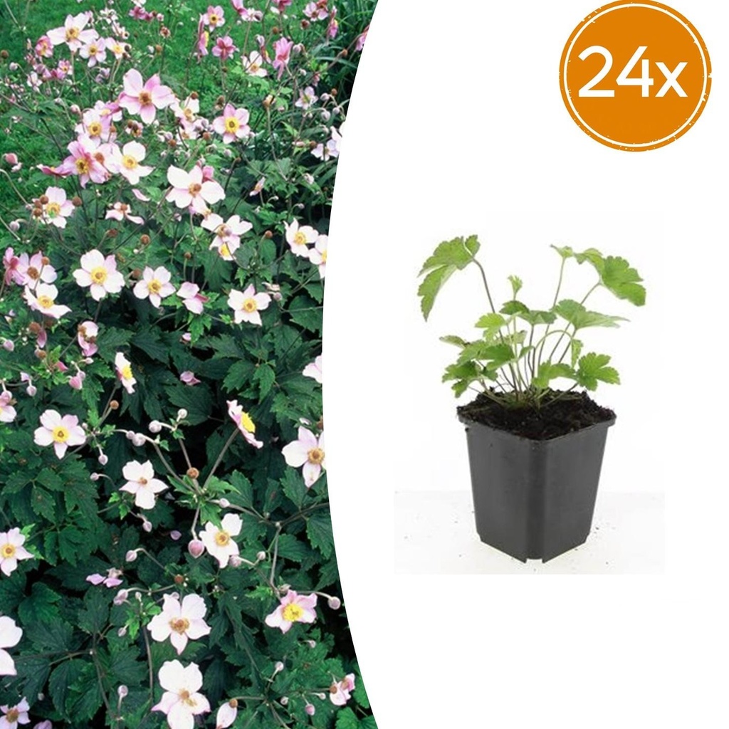 24x Anemone tom. 'Robustissima' - ↕10-25cm - Ø9cm