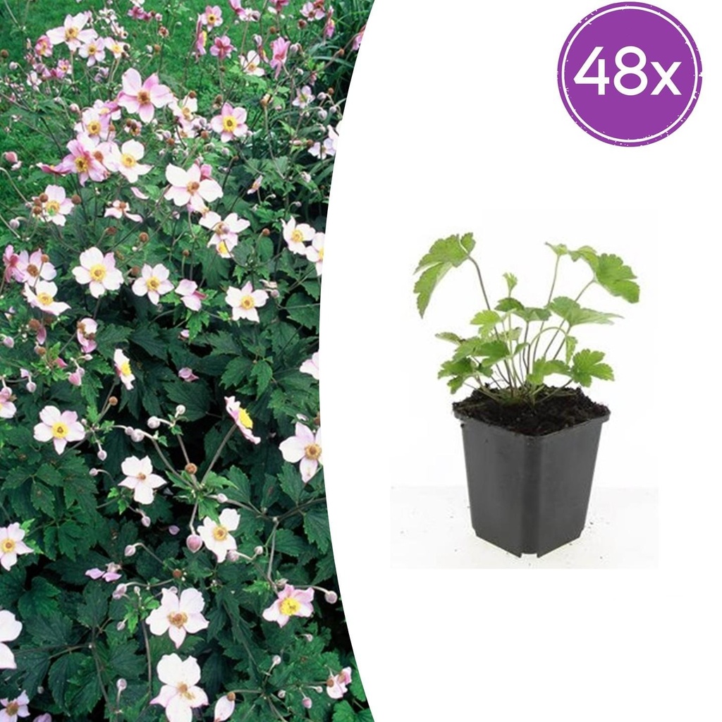 48x Anemone tom. 'Robustissima' - ↕10-25cm - Ø9cm