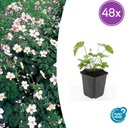 Filzige Herbst-Anemone 'Robustissima' 48er-Set (Anemone tom.) – winterharte Staude, Topf-Ø 9 cm, Höhe ca. 25 cm