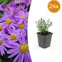24x Aster (D) 'Prof. Anton Kippenberg' - ↕10-25cm - Ø9cm