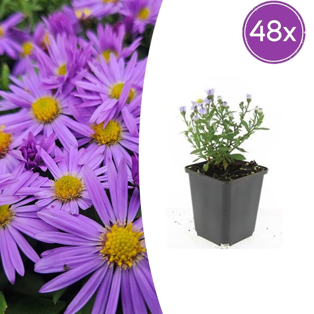 Aster 'Prof. Anton Kippenberg' 48er-Set (Aster ageratoides) – winterharte Staude, Topf-Ø 9 cm, Höhe ca. 25 cm