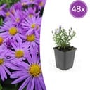 Aster 'Prof. Anton Kippenberg' 48er-Set (Aster ageratoides) – winterharte Staude, Topf-Ø 9 cm, Höhe ca. 25 cm