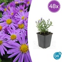 Aster 'Prof. Anton Kippenberg' 48er-Set (Aster ageratoides) – winterharte Staude, Topf-Ø 9 cm, Höhe ca. 25 cm