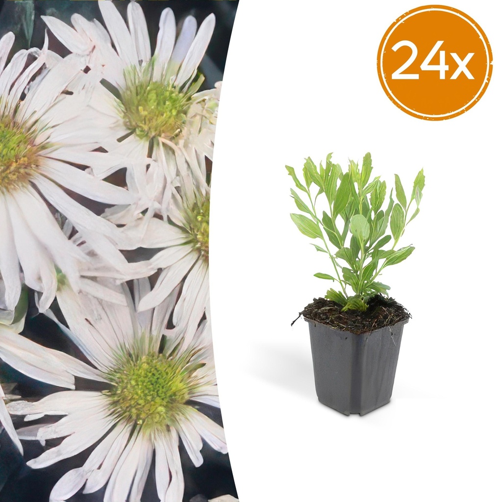 24x Aster ageratoides 'Ashvi' - ↕10-25cm - Ø9cm