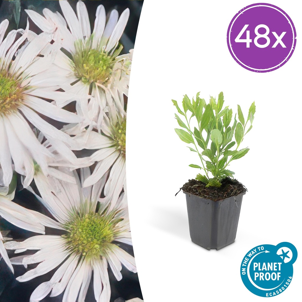 Wildaster 'Ashvi' 48er-Set (Aster ageratoides) – winterharte Staude, Topf-Ø 9 cm, Höhe ca. 25 cm