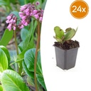 24x Bergenia cordifolia 'Herbstblüte' - ↕10-25cm - Ø9cm