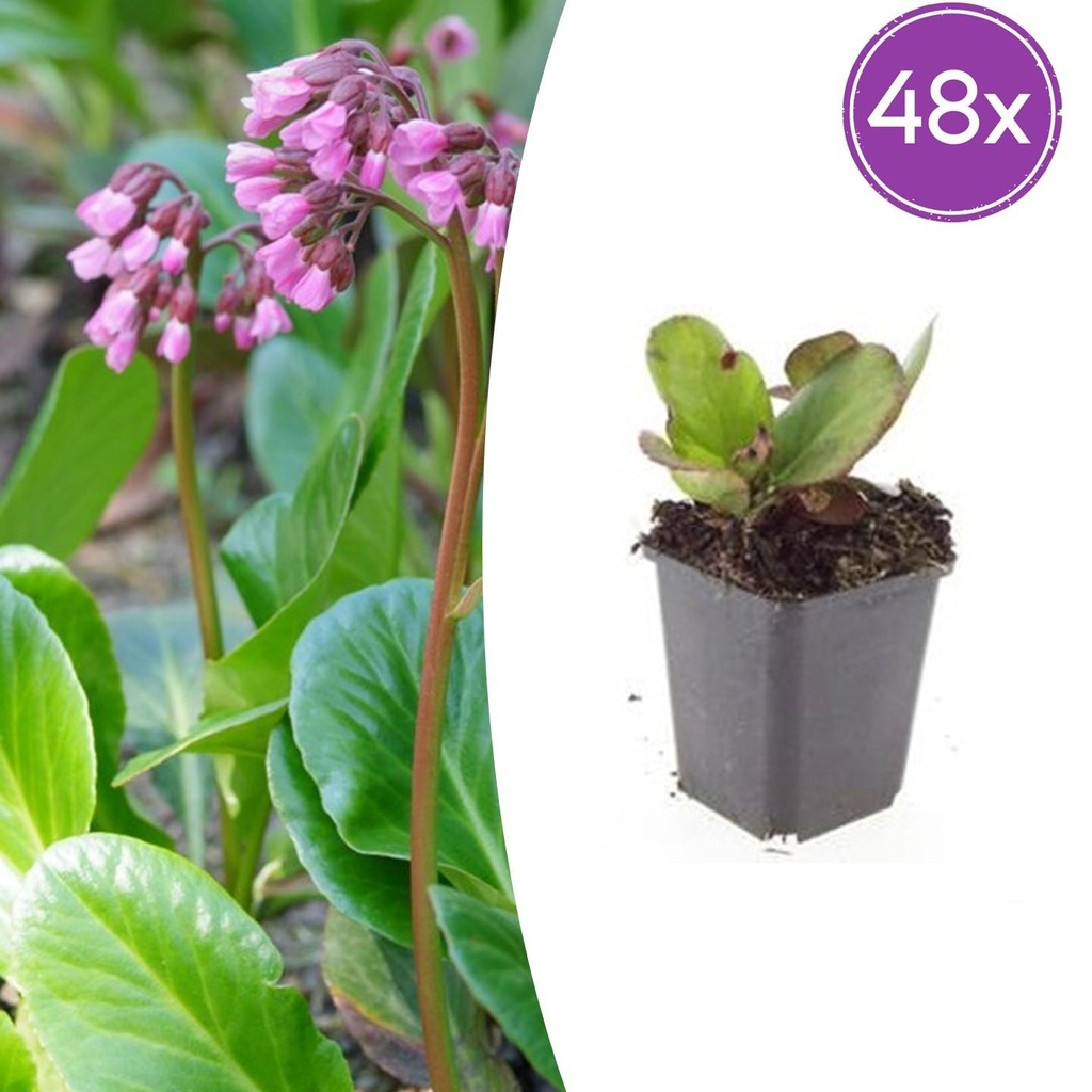 48x Bergenia cordifolia 'Herbstblüte' - ↕10-25cm - Ø9cm