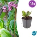 48x Bergenia cordifolia 'Herbstblüte' - ↕10-25cm - Ø9cm