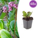 48x Bergenia cordifolia 'Herbstblüte' - ↕10-25cm - Ø9cm