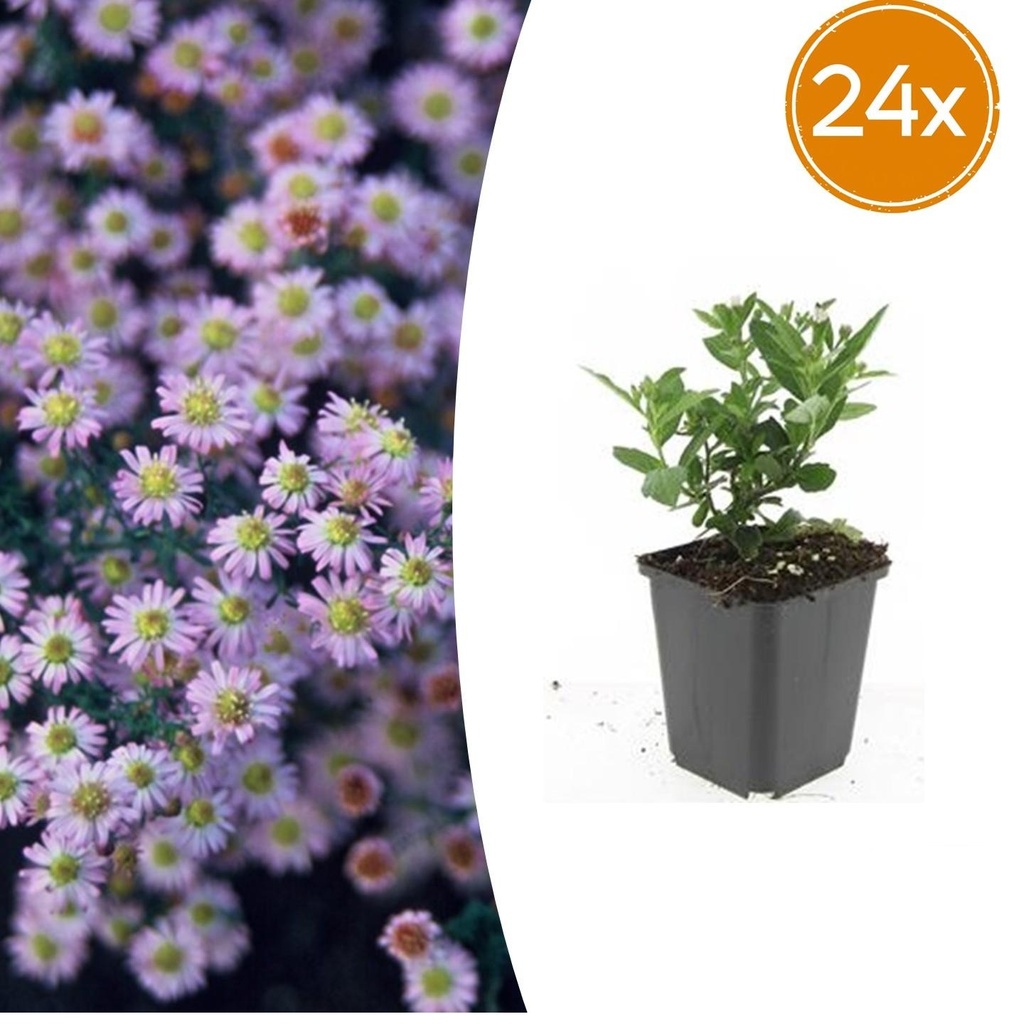 24x Aster ageratoides 'Stardust' - ↕10-25cm - Ø9cm