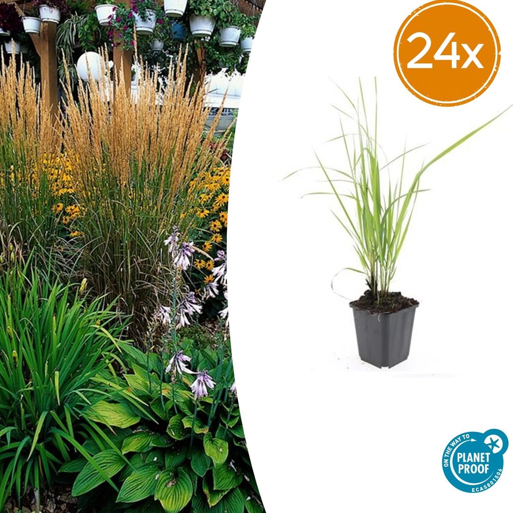 Garten-Reitgras 'Karl Foerster' 24er-Set (Calamagrostis x) – winterhartes Ziergras, Topf-Ø 9 cm, Höhe ca. 25 cm
