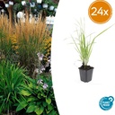 Garten-Reitgras 'Karl Foerster' 24er-Set (Calamagrostis x) – winterhartes Ziergras, Topf-Ø 9 cm, Höhe ca. 25 cm