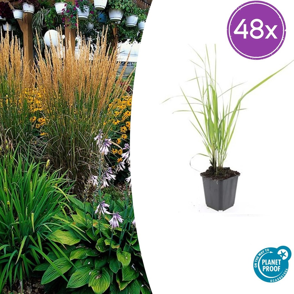 Garten-Reitgras 'Karl Foerster' 48er-Set (Calamagrostis x) – winterhartes Ziergras, Topf-Ø 9 cm, Höhe ca. 25 cm