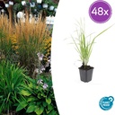 Garten-Reitgras 'Karl Foerster' 48er-Set (Calamagrostis x) – winterhartes Ziergras, Topf-Ø 9 cm, Höhe ca. 25 cm