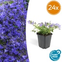 Hängepolster-Glockenblume 'Stella' 24er-Set (Campanula poscharskyana) – winterharte Polsterstaude, Topf-Ø 9 cm, Höhe ca. 25 cm