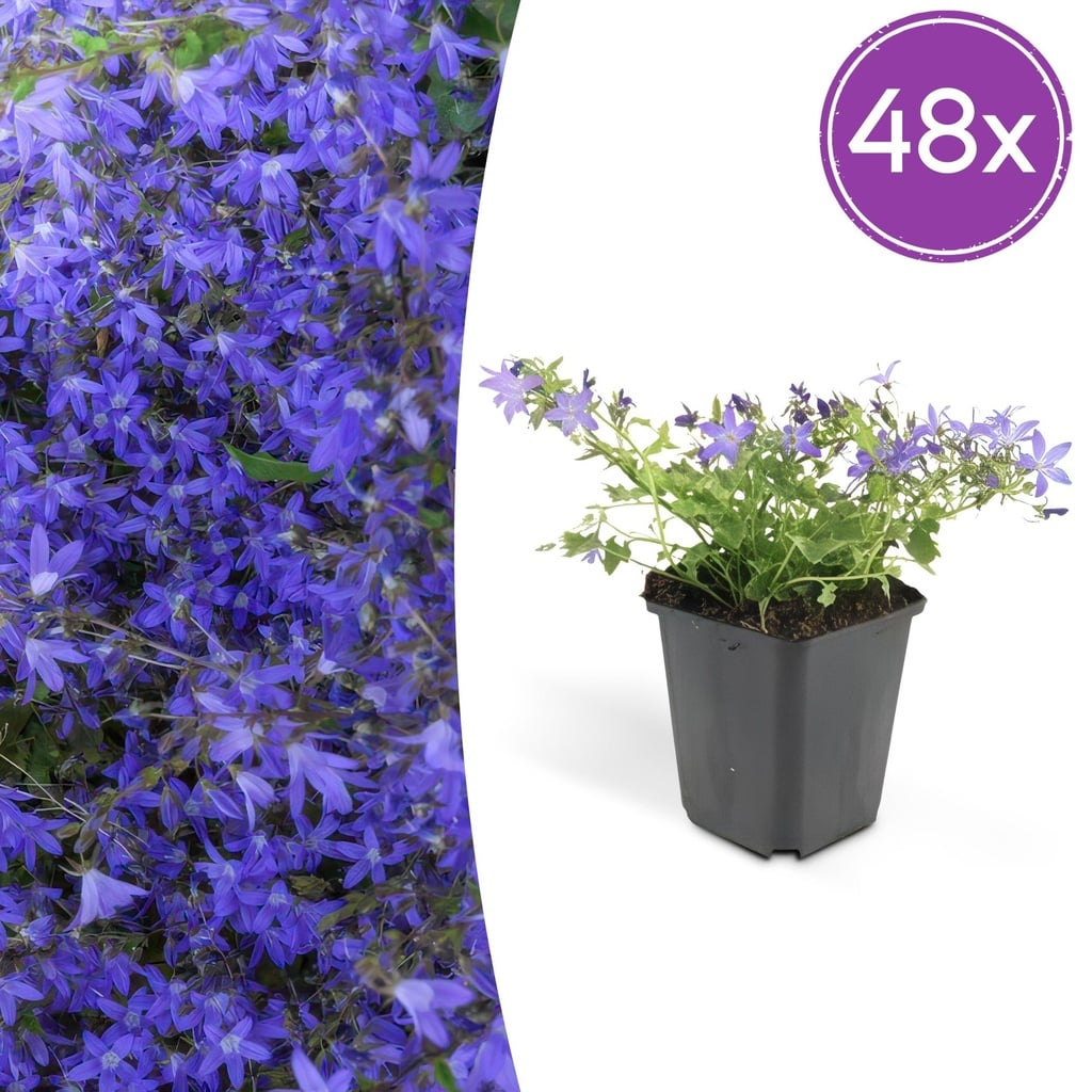 48x Campanula poscharskyana 'Stella' - ↕10-25cm - Ø9cm