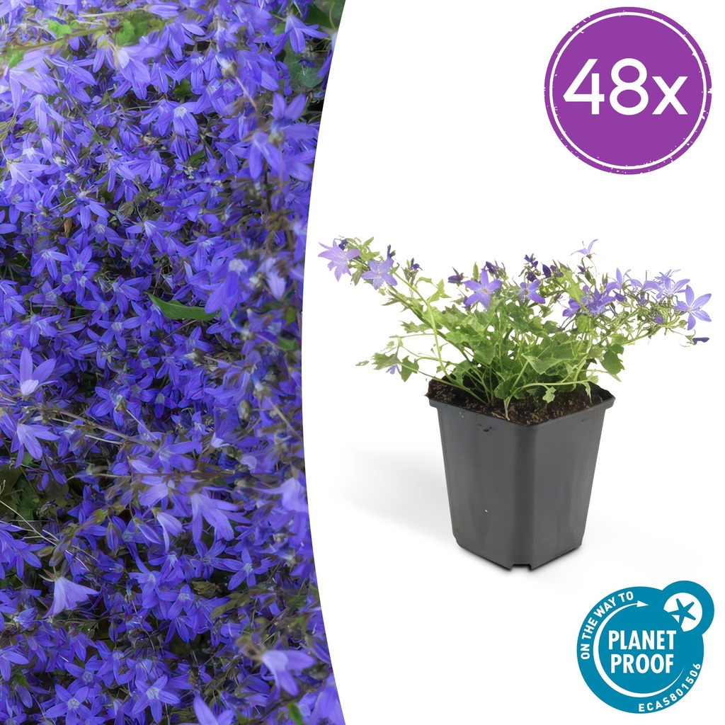 Hängepolster-Glockenblume 'Stella' 48er-Set (Campanula poscharskyana) – winterharte Polsterstaude, Topf-Ø 9 cm, Höhe ca. 25 cm