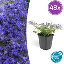 Hängepolster-Glockenblume 'Stella' 48er-Set (Campanula poscharskyana) – winterharte Polsterstaude, Topf-Ø 9 cm, Höhe ca. 25 cm