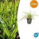 Japan-Segge 'Aureovariegata' 24er-Set (Carex morrowii) – winterhartes Ziergras, Topf-Ø 9 cm, Höhe ca. 25 cm
