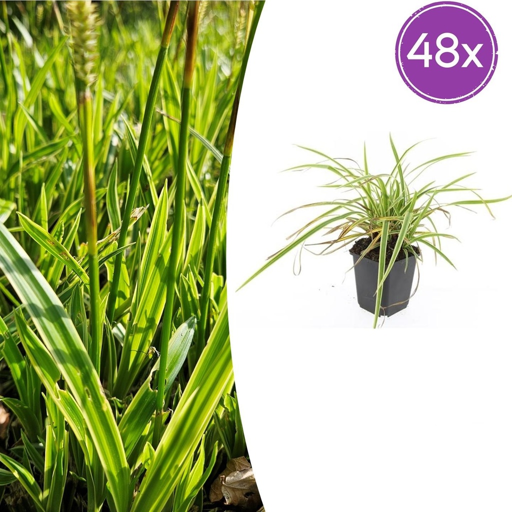 48x Carex morrowii 'Aureovariegata' - ↕10-25cm - Ø9cm