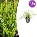 48x Carex morrowii 'Aureovariegata' - ↕10-25cm - Ø9cm