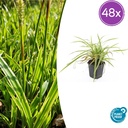 Japan-Segge 'Aureovariegata' 48er-Set (Carex morrowii) – winterhartes Ziergras, Topf-Ø 9 cm, Höhe ca. 25 cm