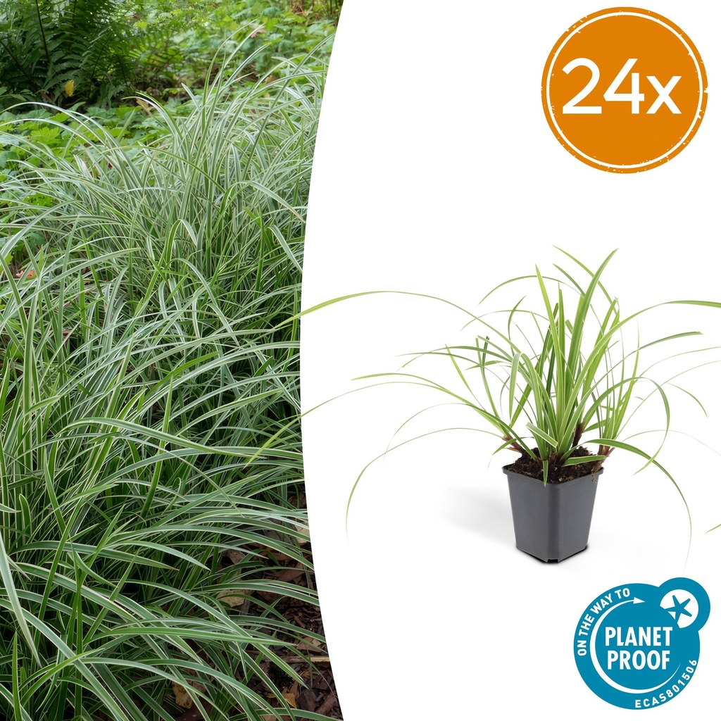 Japan-Segge 'Ice Dance' 24er-Set (Carex morrowii) – winterhartes Ziergras, Topf-Ø 9 cm, Höhe ca. 25 cm