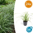 Japan-Segge 'Ice Dance' 24er-Set (Carex morrowii) – winterhartes Ziergras, Topf-Ø 9 cm, Höhe ca. 25 cm