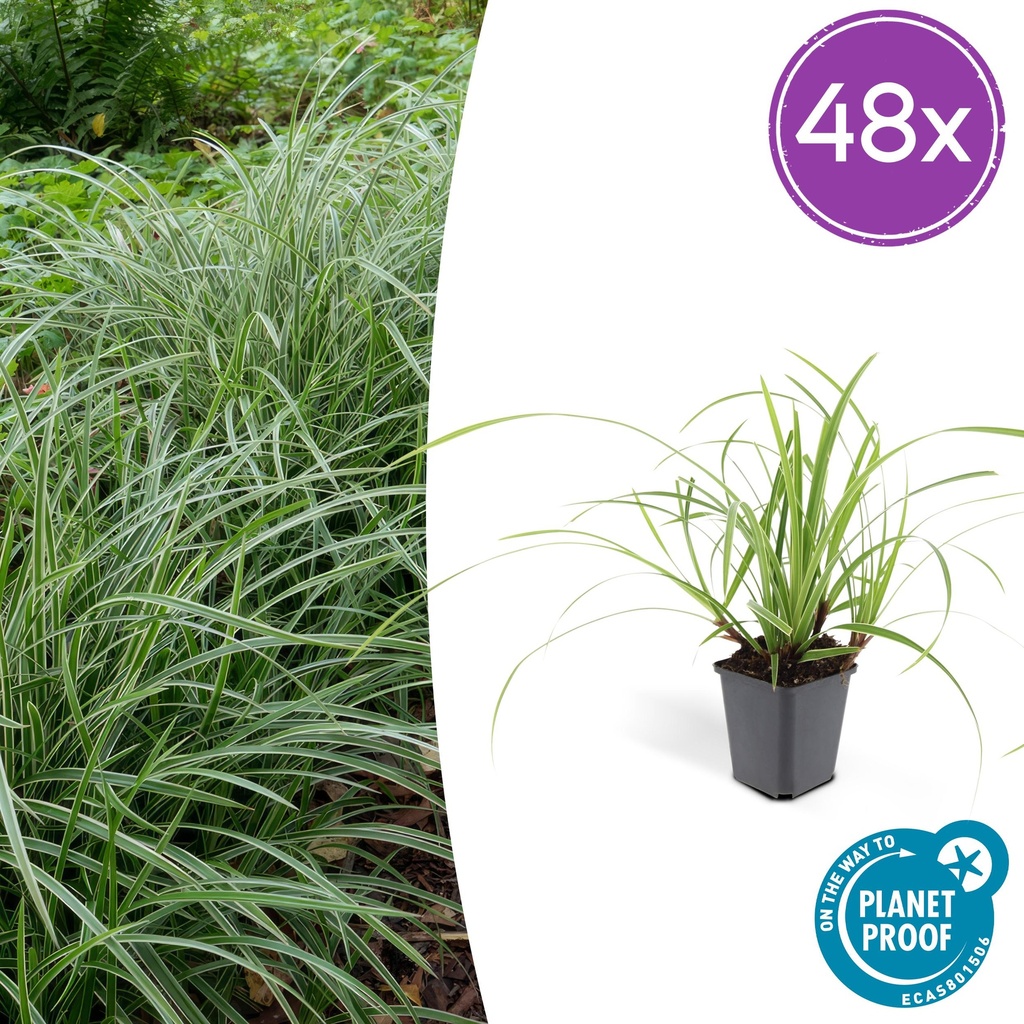 Japan-Segge 'Ice Dance' 48er-Set (Carex morrowii) – winterhartes Ziergras, Topf-Ø 9 cm, Höhe ca. 25 cm