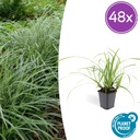 Japan-Segge 'Ice Dance' 48er-Set (Carex morrowii) – winterhartes Ziergras, Topf-Ø 9 cm, Höhe ca. 25 cm