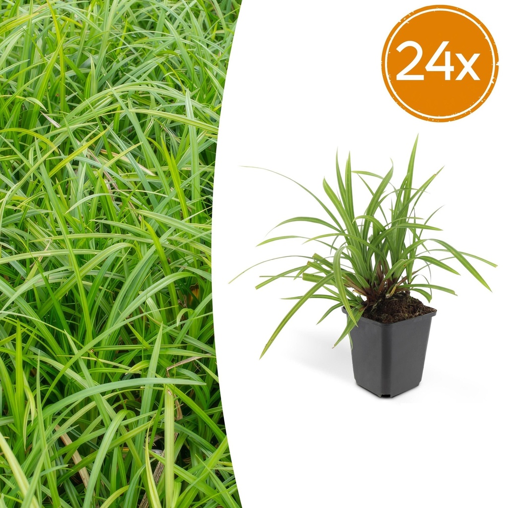 24x Carex morrowii 'Irish Green' - ↕10-25cm - Ø9cm