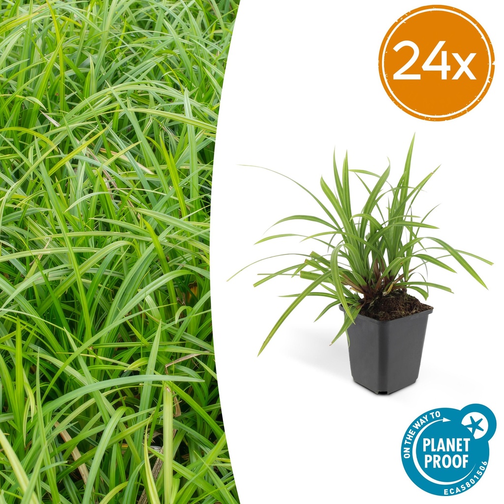 Japan-Segge 'Irish Green' 24er-Set (Carex morrowii) – winterhartes Ziergras, Topf-Ø 9 cm, Höhe ca. 25 cm