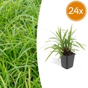 24x Carex morrowii 'Irish Green' - ↕10-25cm - Ø9cm