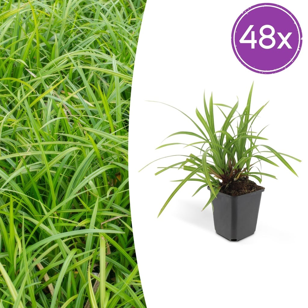 48x Carex morrowii 'Irish Green' - ↕10-25cm - Ø9cm