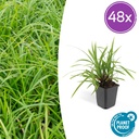 Japan-Segge 'Irish Green' 48er-Set (Carex morrowii) – winterhartes Ziergras, Topf-Ø 9 cm, Höhe ca. 25 cm