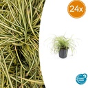 Japan-Gold-Segge 'Evergold' 24er-Set (Carex oshimensis) – winterhartes Ziergras, Topf-Ø 9 cm, Höhe ca. 25 cm