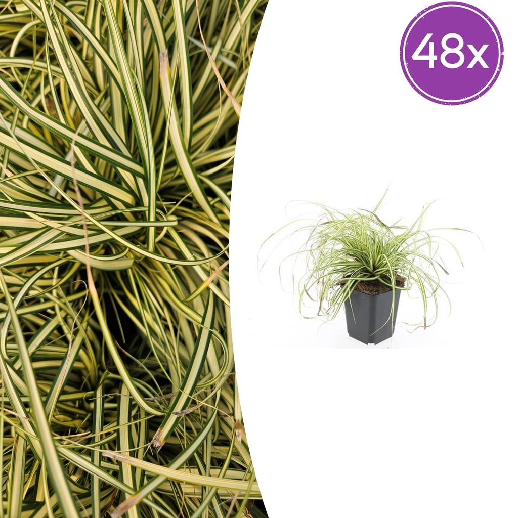 48x Carex oshim. 'Evergold' - ↕10-25cm - Ø9cm