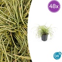 Japan-Gold-Segge 'Evergold' 48er-Set (Carex oshimensis) – winterhartes Ziergras, Topf-Ø 9 cm, Höhe ca. 25 cm