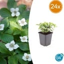 Teppichhartriegel 24er-Set (Cornus canadensis) – winterharte Staude, Topf-Ø 9 cm, Höhe ca. 25 cm