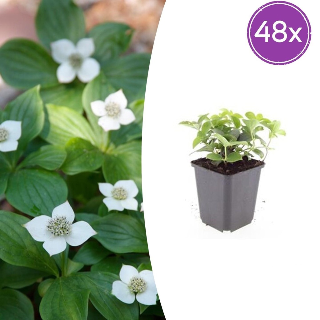 Teppichhartriegel 48er-Set (Cornus canadensis) – winterharte Staude, Topf-Ø 9 cm, Höhe ca. 25 cm